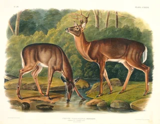 Cervus Virginianus (Gewöhnlicher oder Virginischer Hirsch), Tafel 136 aus 